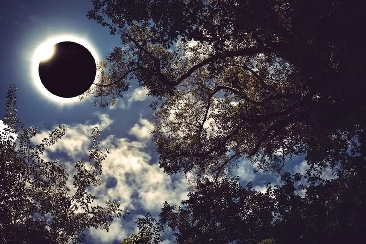 کشف شگفت‌انگیز؛ درختان صنوبر قبل از خورشیدگرفتگی با هم ارتباط برقرار می‌کنند!