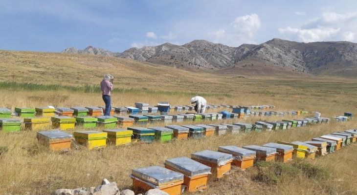 خشک‌سالی کام زنبورداران لرستان را تلخ کرد