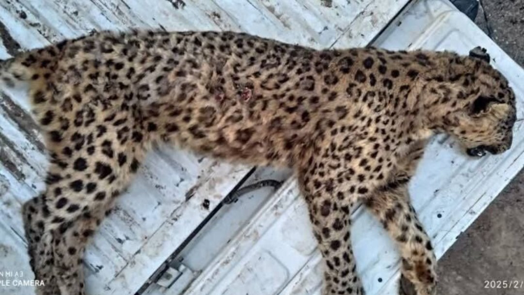 پلنگ ماده ایرانی تلف شد