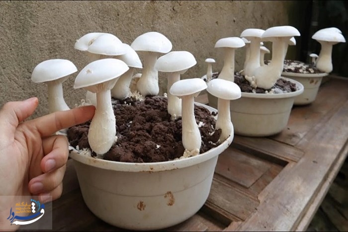 پرورش قارچ؛ فرصتی اقتصادی با مزایای فراوان