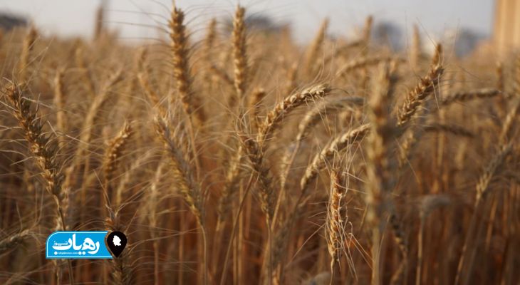 بذر مارونی کشاورزی باغملک را متحول کرد