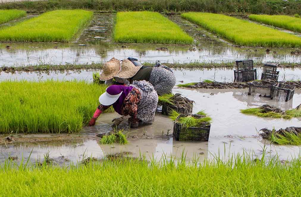 بحران بازار برنج در تقابل تولید و واردات/ چالش‌های امنیت غذایی و راهکارهای پیش‌رو