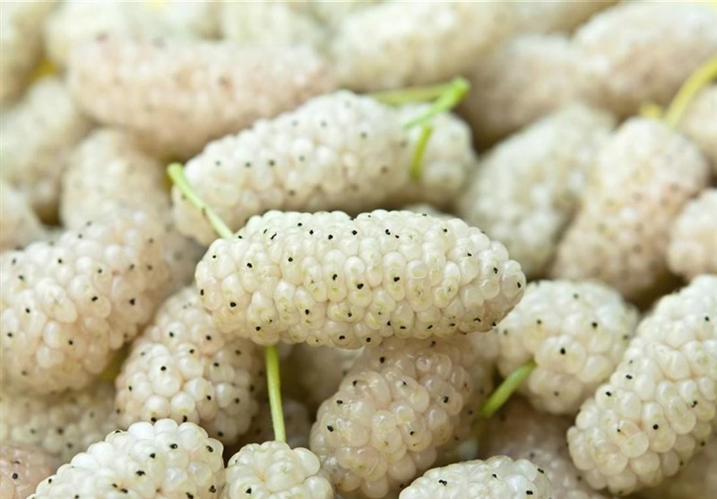 خواص شگفت‌ انگیز توت سفید؛ از تقویت حافظه تا زیبایی پوست