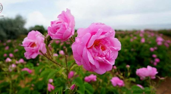 آئین گل‌غلتان میراثی ماندگار در صددروازه