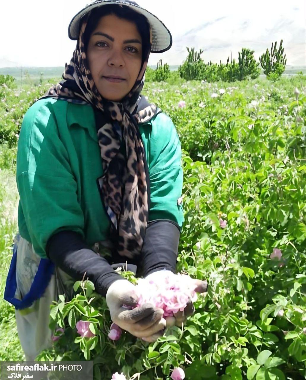 روایت بانوی ازنایی از گلاب‌گیری در روستای طیان