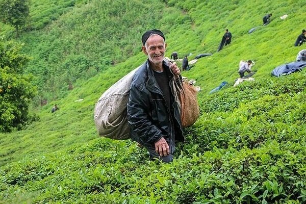 بیش از ۶۰ درصد مطالبات چایکاران شمال کشور پرداخت شد
