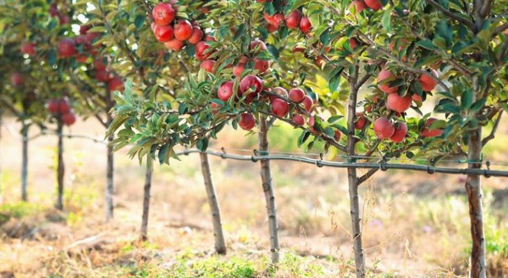 اقتصاد باغبانی در سودای نونوار شدن