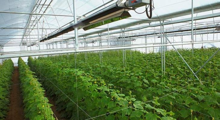 مدیریت انرژی، کلید سودآوری و پایداری گلخانه‌ها