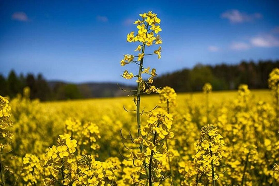 تولید 800 تن دانه‌ روغنی در استان مرکزی