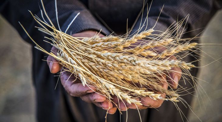 کاهش تولید گندم و وقوع خشکسالی در کرمانشاه