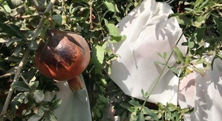 مگس میوه مدیترانه‌ای تهدید خاموش باغات یزد