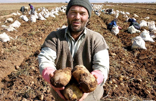 ناترازی به بازار سیب‌زمینی گلستان رسید!