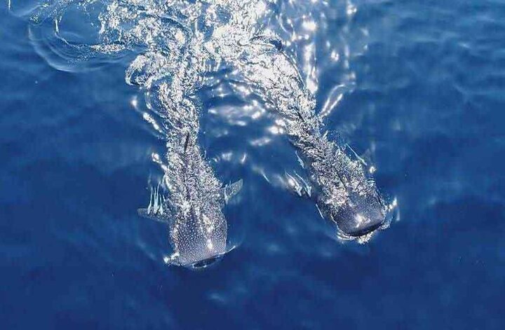 «آخرین کوسه نهنگ» از چینی‌ها جایزه گرفت