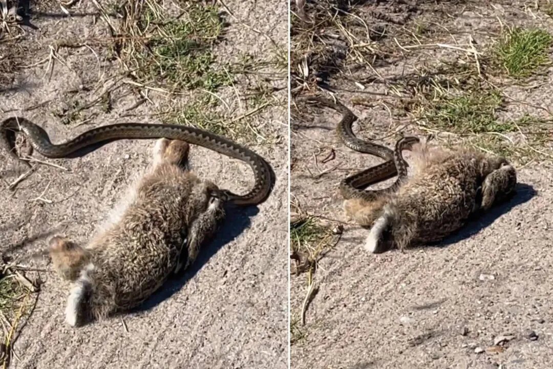 مار افعی در حال بلعیدن خرگوشی بزرگ‌تر از خودش
