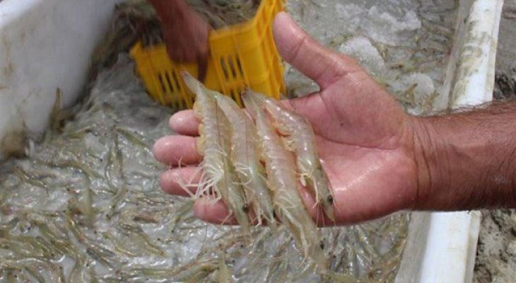 دیار خلیج‌فارس بهشت پرورش میگو است