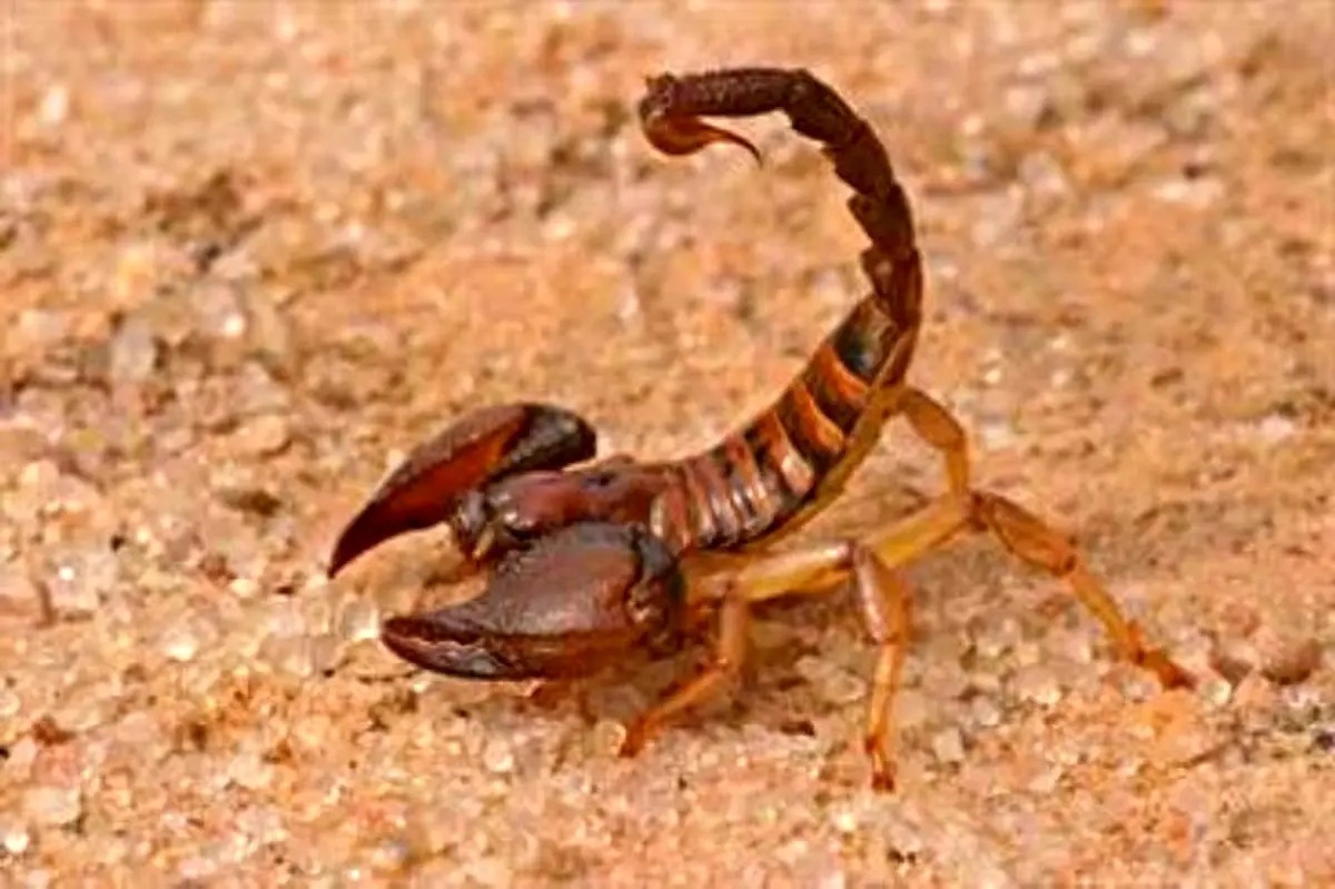 اقدامات فوری پس از ماریا عقرب گزیدگی؛ این 5 کار را هرگز انجام ندهید