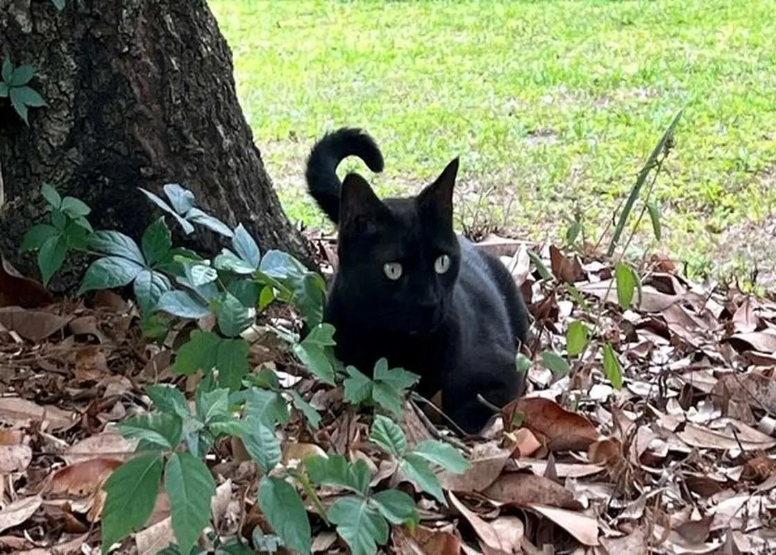 خبر جنجالی در دنیای پزشکی؛ گربه‌ای که یک ویروس جدید را کشف کرد