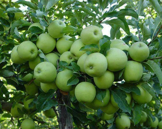 سیب گلاب؛ میوه‌ای از دل تابستان با اثر آرام‌کننده و خنک‌کننده/ میوه‌ای با خواص بزرگ برای روزهای گرم
