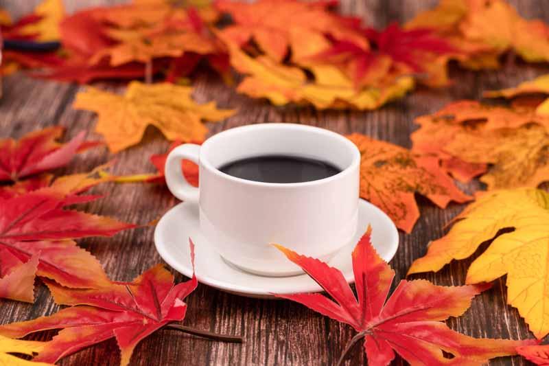 دمنوش‌های پاییزی در خط مقدم پیشگیری از بیماری‌های فصلی/ راهکاری ساده برای تقویت سیستم ایمنی بدن