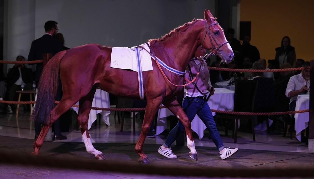 گرانترین خرید حراج اسب ارکانا، تولید ایرانی‌ها 