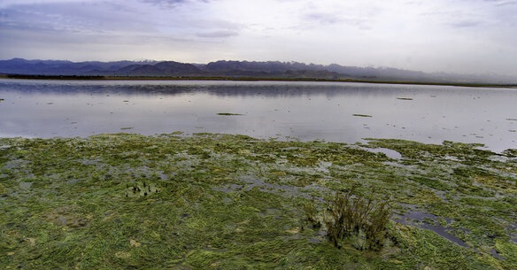 گام مهم در مسیر احیای تالاب صالحیه
