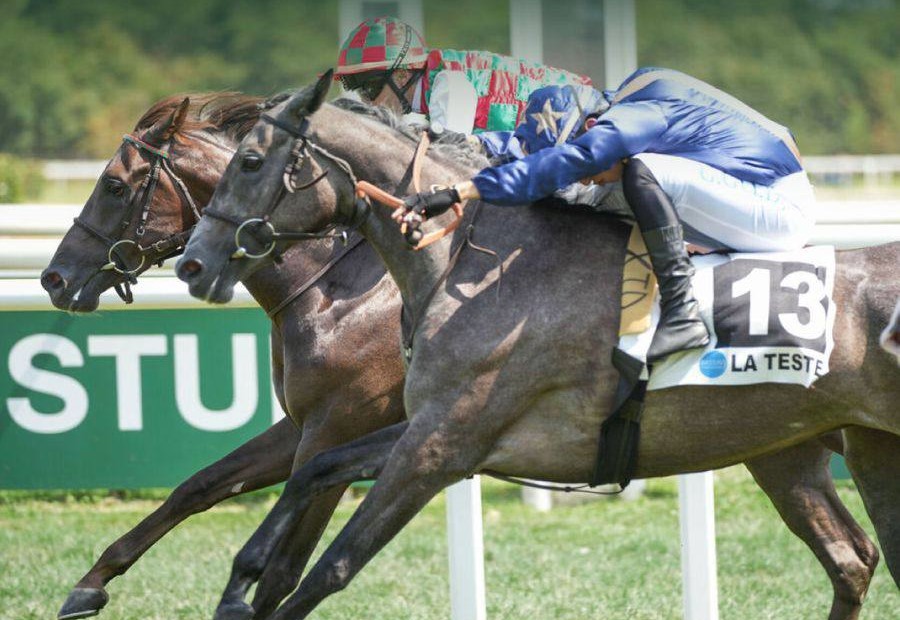 دو اسب از ایران شانس قهرمانی کورس معتبر فرانسه