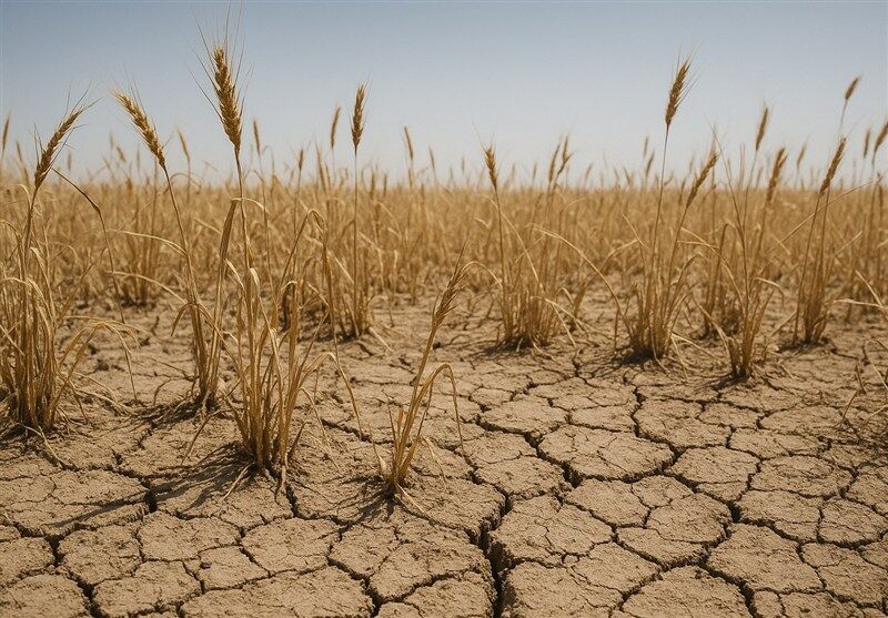 پرداخت غرامت گندمکاران با واریز ۱۱۰۰ میلیارد تومان