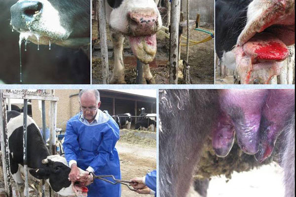 تولید بذر واکسن سویه جدید تب برفکی در کشور آغاز شد