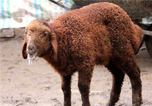 تب برفکی با باد تا ۴۰۰ کیلومتر جابه‌جا می‌شود/ دامداران واکسیناسیون را شوخی نگیرند!