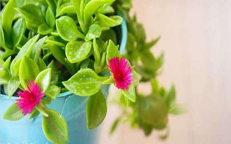 راهنمای کامل تکثیر و نگهداری گل یخ 