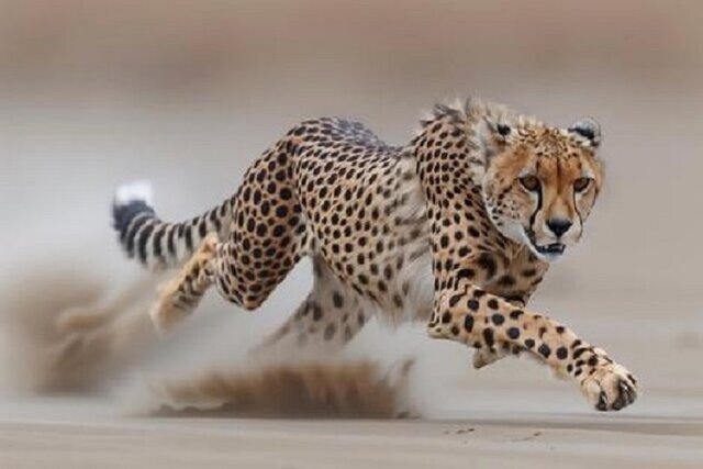 تاکید سازمان حفاظت محیط‌ زیست بر تقویت فرهنگ زیست‌محیطی