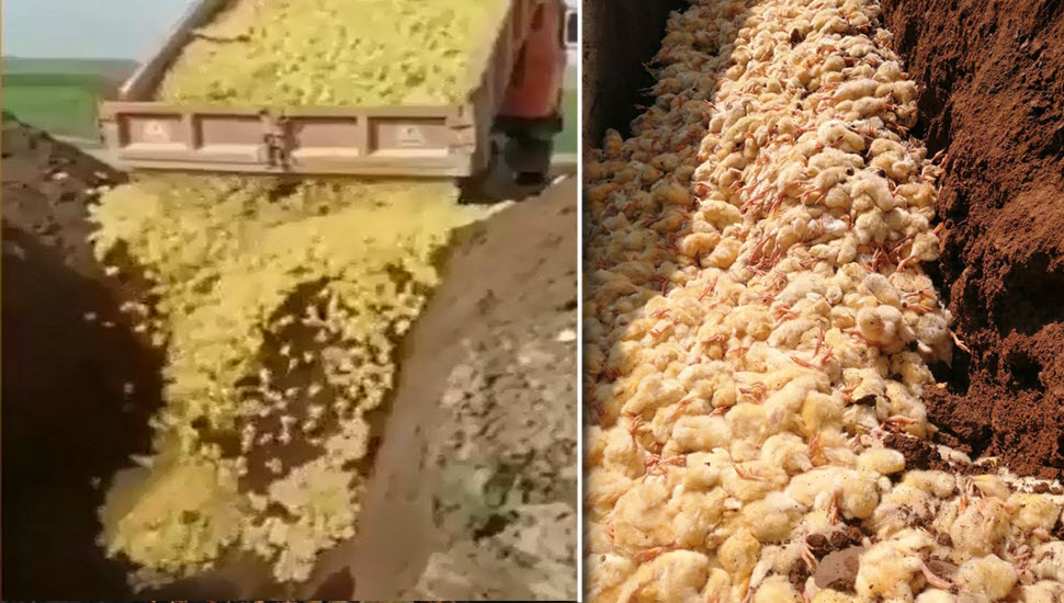 بررسی وضعیت اقتصادی مرغداری ها در آستانه عید و ماه رمضان/ گزارش هایی از ریختن جوجه‌ها در چاه به دلیل گرانی نهاده