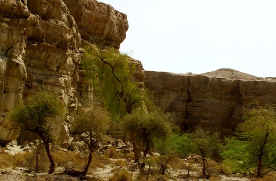 کشف یک هیولای کوچک در دل کویر/ مارمولکی با انگشتان برگ و چشمان فضایی