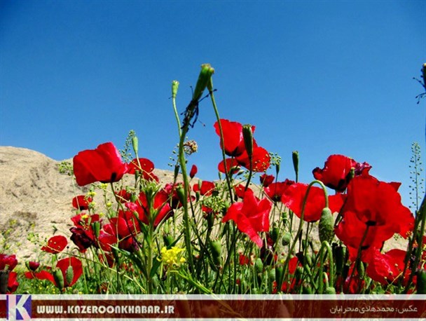 دشتی از گل های شقایق کازرون + تصاویر