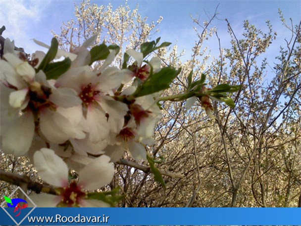 بهار تویسرکان و عطر شکوفه های کوچه پس کوچه هایش/تصاویر