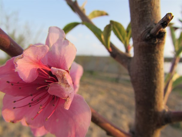 سردی رابطه بهار با شکوفه ها+تصاویر