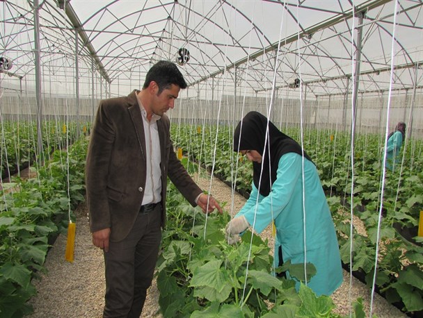 اراده، آب را به پول بدل می‌کند/ کشت بدون خاک، راهی در مسیر تحقق اقتصاد مقاومتی