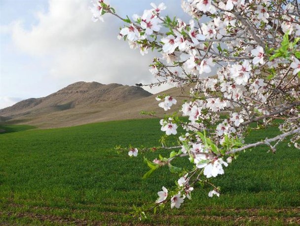 چهره بهار در قاب دوربین شهروندان فراهان+ عکس