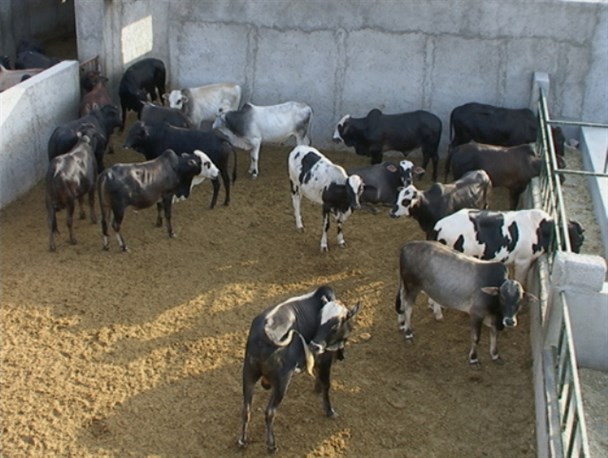 دامداری گناباد در حال نابودی است / موفقیت اولیه اقتصاد مقاومتی در گرو حمایت عملی از تولیدکنندگان داخلی است
