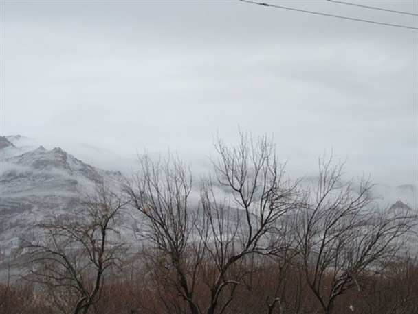سرمازدگی ۵۰ درصدی درختان زردآلو در ماهنشان