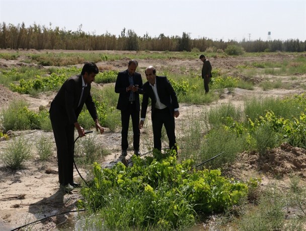 در راستای محقق شدن اقتصاد مقاومتی دانشگاه زابل به کشت و توسعه باغات انگور پرداخته است