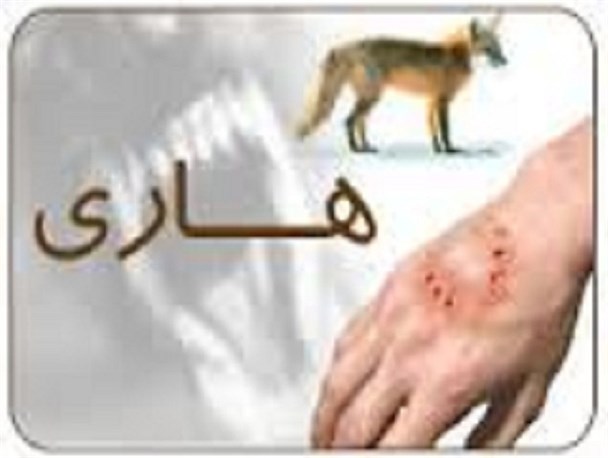 انجام 85 مورد واکسیناسیون برای کنترل بیماری هاری در قوچان