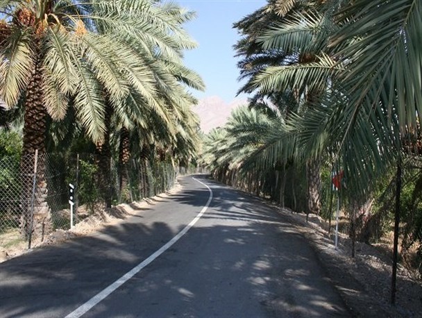 2 هزار نهال خرما در شهر سوران کاشت شد
