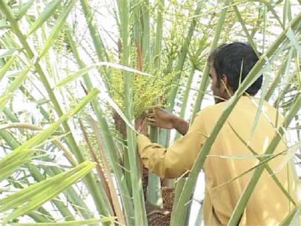 غاز عملیات گرده افشانی نخیلات در حاجی آباد