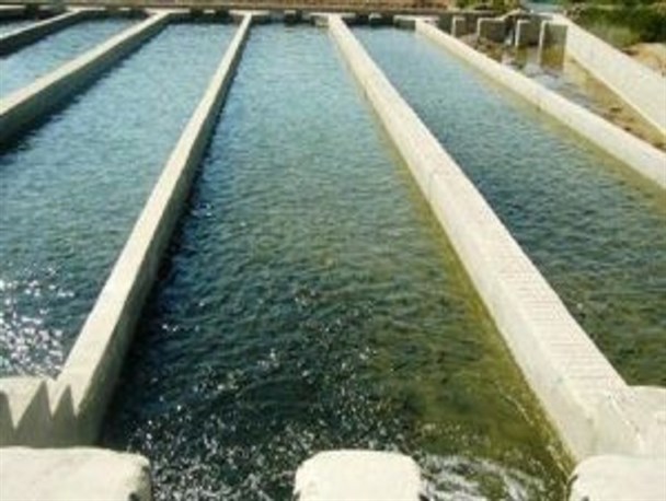 توزیع بچه ماهی در استخرهای کشاورزی شبستر
