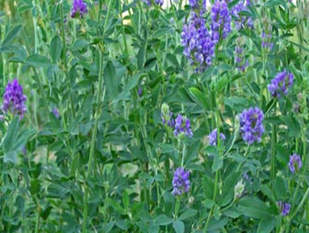 گیاهی با خواص دارویی معجزه انگیز