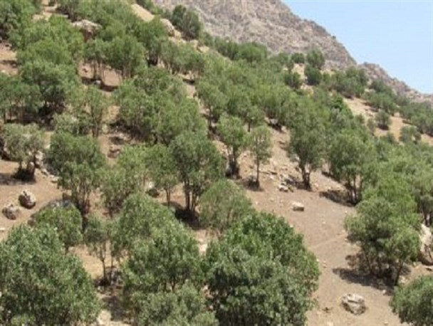 ریه تنفسی استان اصفهان، تنها راه جلوگیری از ورود ریزگردها به این استان
