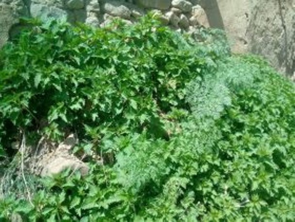 گزنه گیاهی که به وفور در تکاب یافت می شود