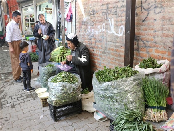 بهار و خودنمایی گیاهان خوراکی کوهی در سفره مهابادی ها