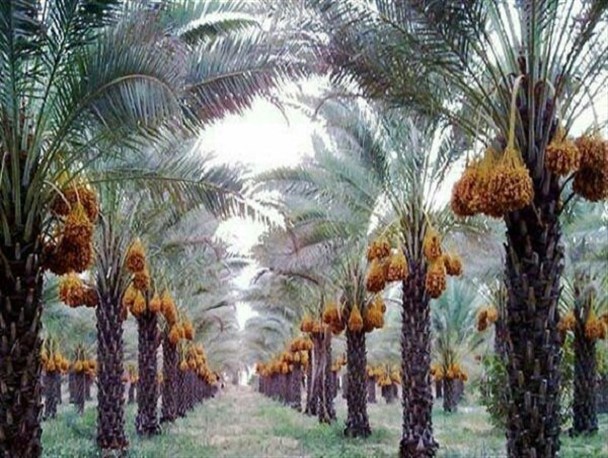 سایه سنگین"کرونا" برصادرات خرما/ کشاورزان سراوانی از نبود بازار فروش مناسب گلایه دارند